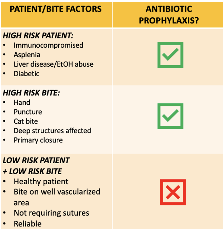 Dog bite antibiotic outlet treatment