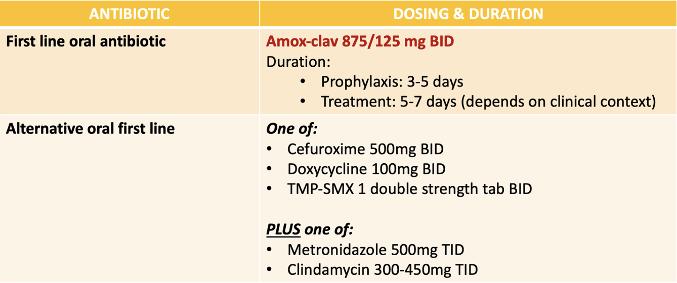 Dog bites clearance antibiotics