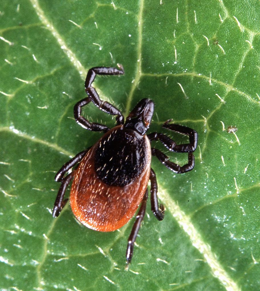 What We Know About Lyme Disease.