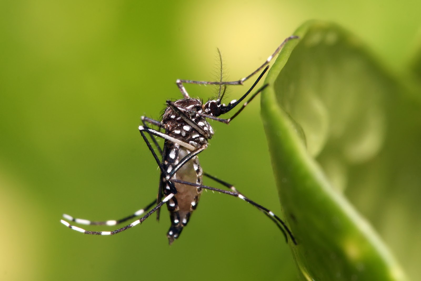 Zika Virus – What we know and what we don’t
