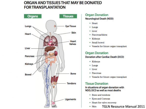 organ donation 