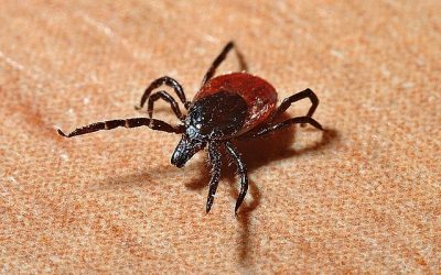 Vector-Borne Illness: Lyme disease and Malaria