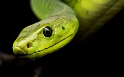 Venomous Snake Bites: The Fangs, The Guidelines, The Myths